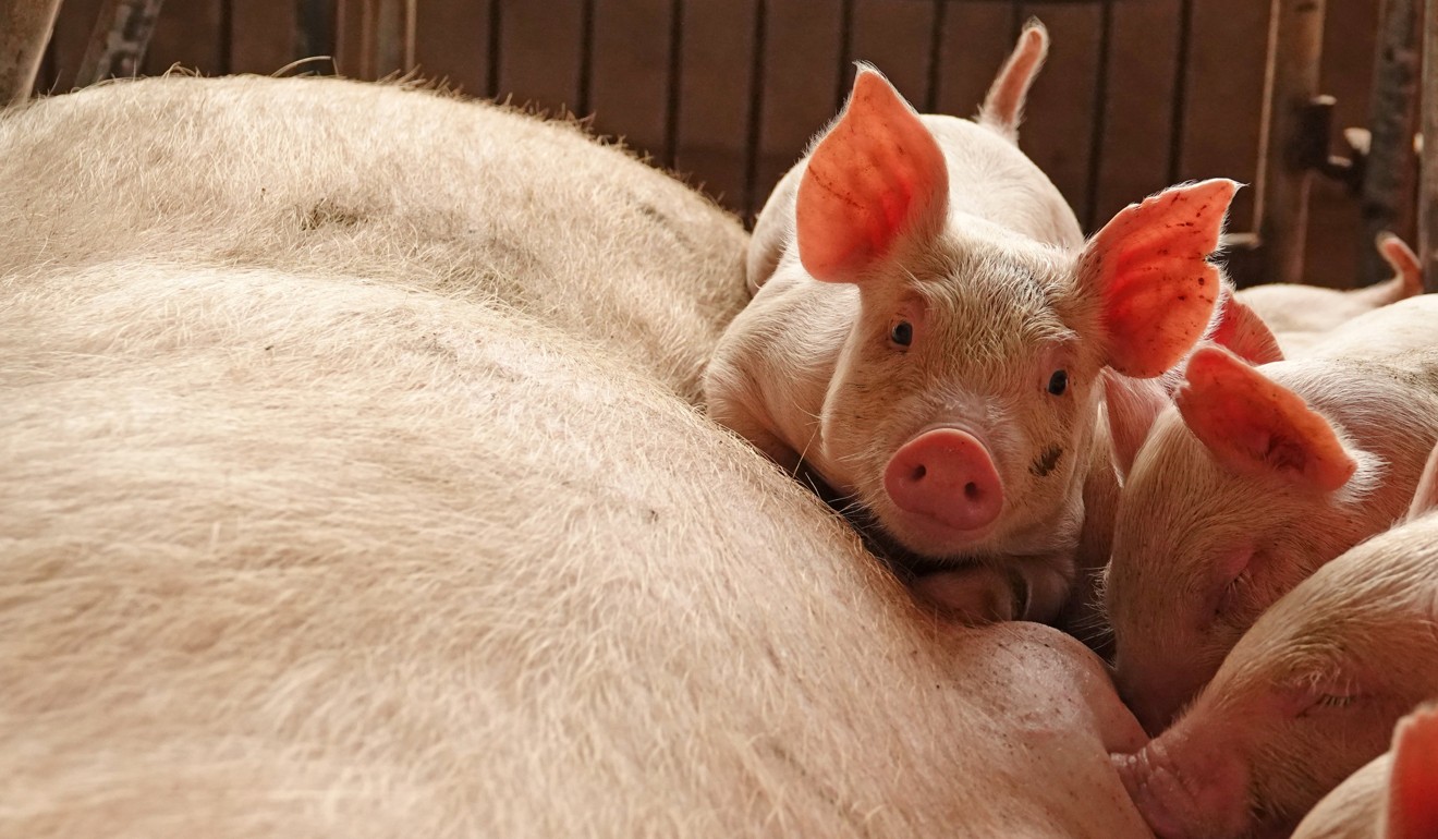 China has tried to contain the African swine fever virus by banning the transport of live hogs and pig products from 16 provinces and regions. Photo: Reuters