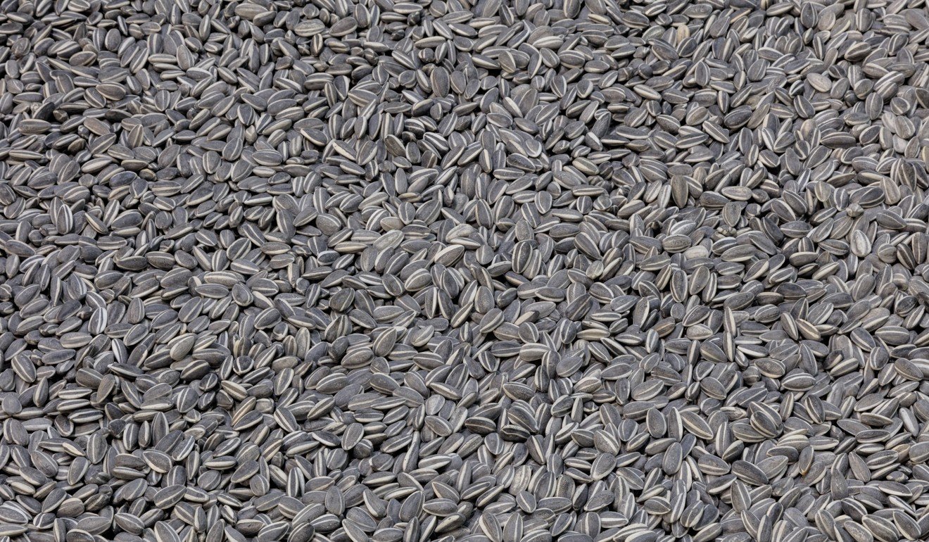 Seeds (2010) is on show at the Ai Weiwei: Life Cycle exhibition at the Marciano Art Foundation. Photo: Courtesy the artist and Marciano Art Foundation