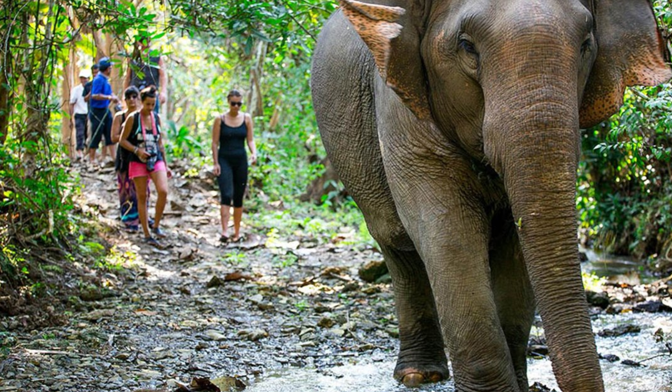 Vietnam’s Yok Don National Park has become the first place in the country to ban elephant rides. Tourists are now able to observe the animals from a distance as they go about their daily lives. Picture: Twitter / @UrbanistHanoi