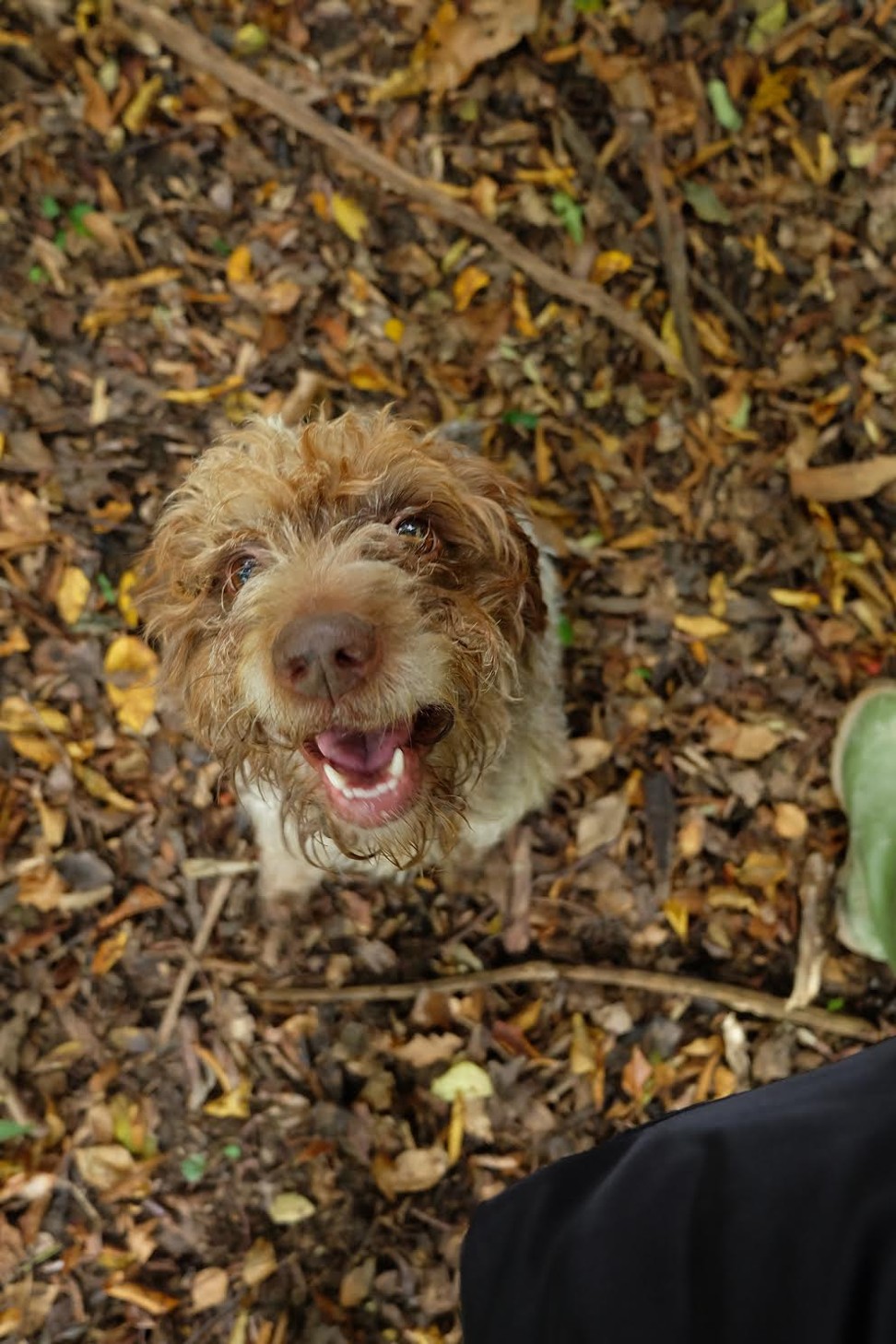 The truffle hunter’s dog. Photo: Langhe Secrets