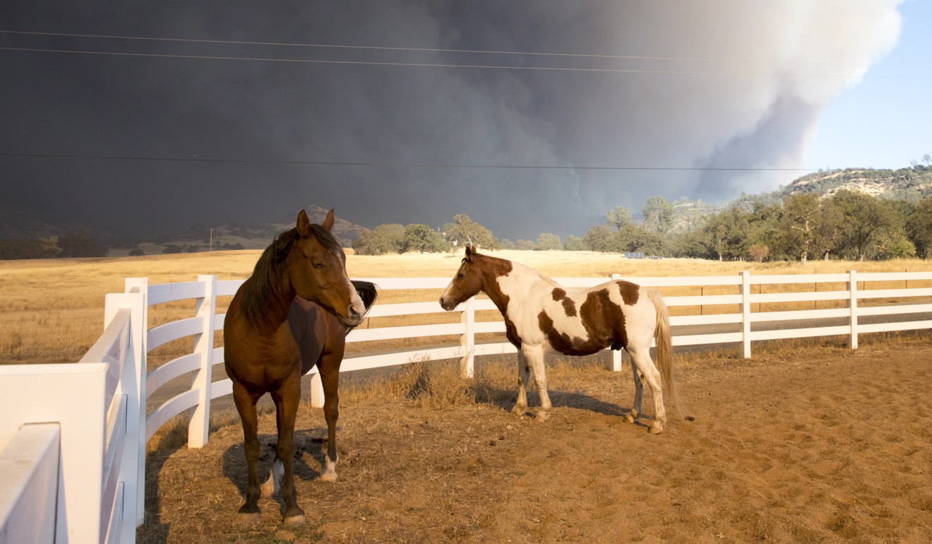 Horses stand as smoke from the fire looms nearby. Photo: EPA-EFE