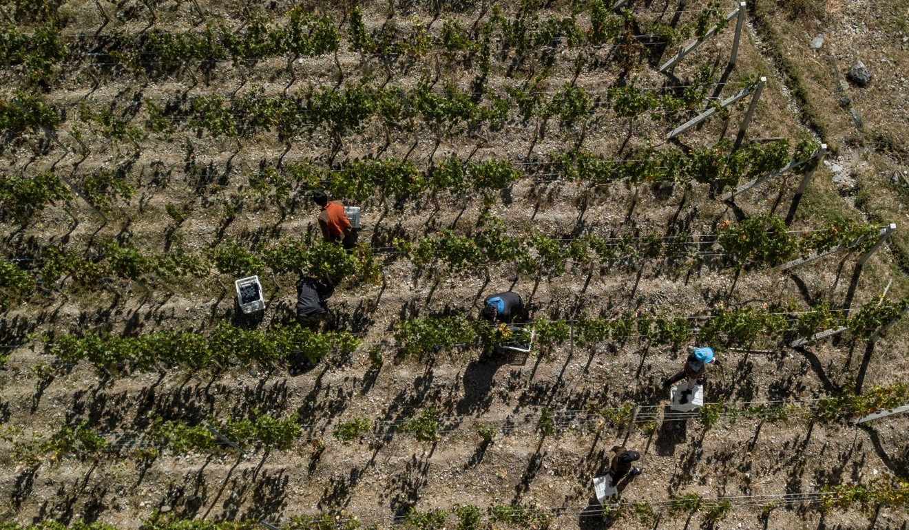 Harvest time at the Ao Yun vineyards which have transformed the lives of people in four villages. Photo: AFP
