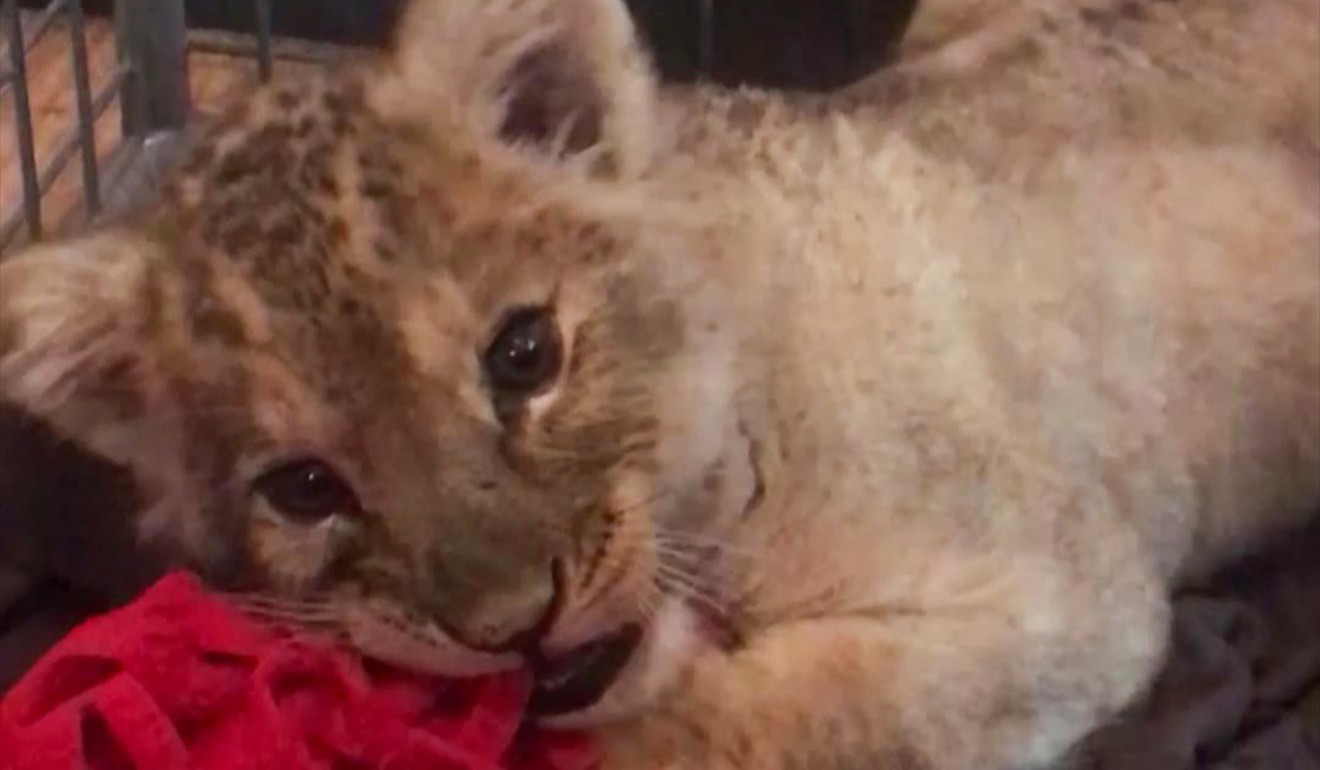 This video grab taken from footage released by the French pet association Foundation 30 Millions d'Amis on Wednesday shows a lion cub receiving medical attention after it was found in a Lamborghini car on the Champs-Elysees in Paris. Photo: Agence France-Presse