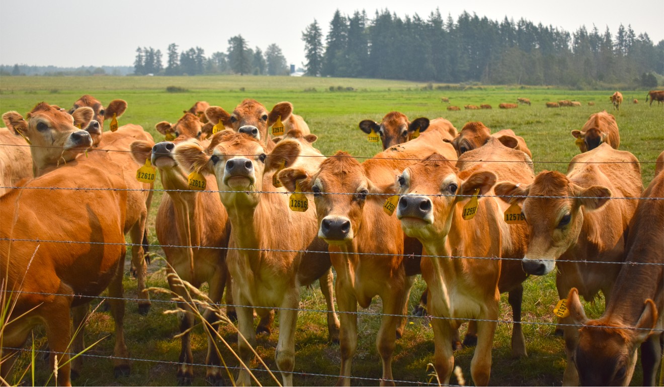Cows in a field in British Columbia, Canada. Photo: Alamy
