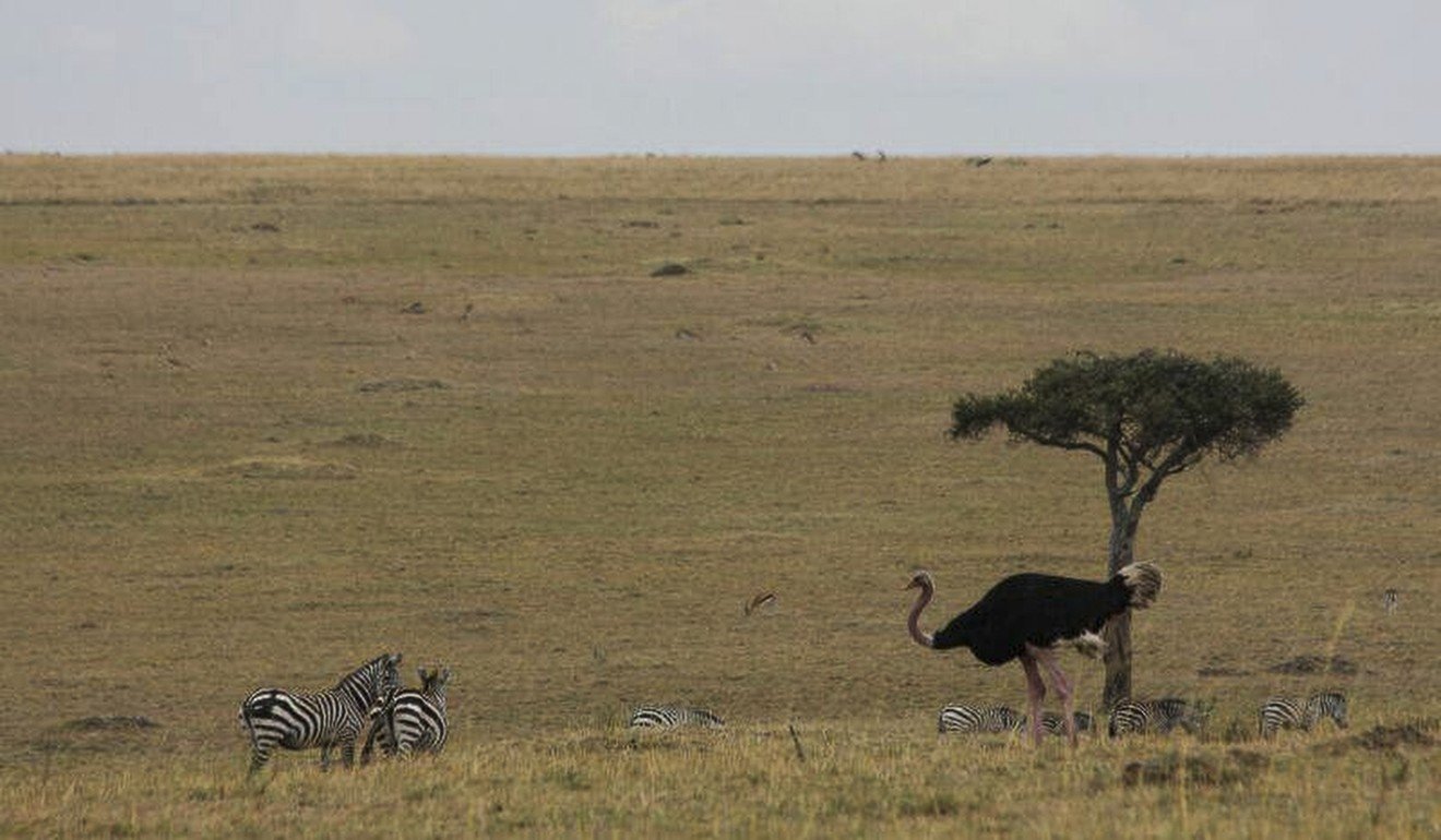 A shot from Kenya by Chan. Photo: Chan Ka-ming