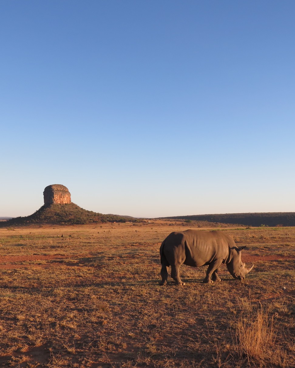 Rhinos grazing in front of Entabeni’s symbolic mountain. Photo: Pavel Toropov
