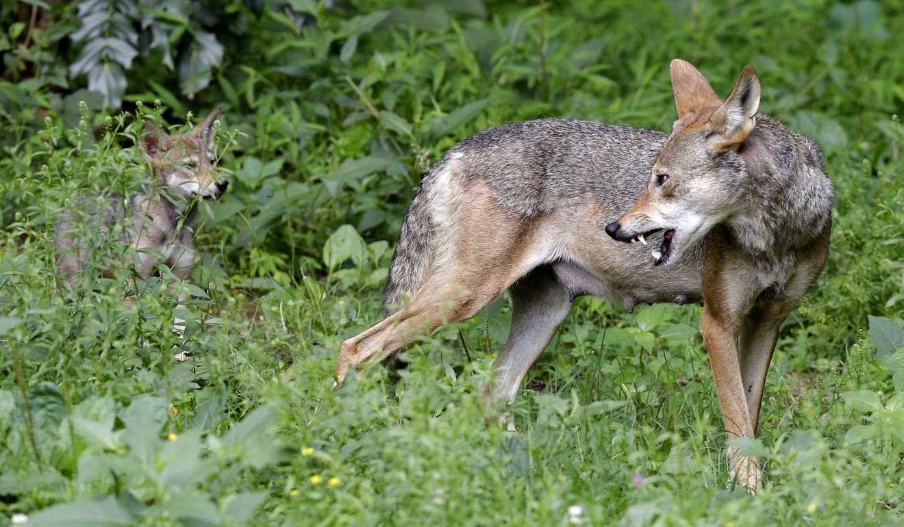 In this June 13, 2017 file photo, a red wolf female peers back at her 7-week old pup in their habitat at the Museum of Life and Science in Durham, N.C. Photo: AP Photo