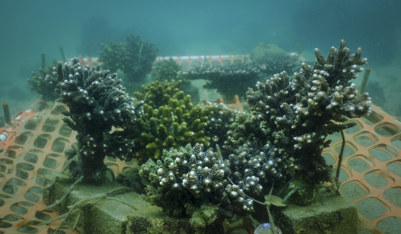 Acropora corals in the nursery in Hoi Ha Wan. Picture: James Wendlinger