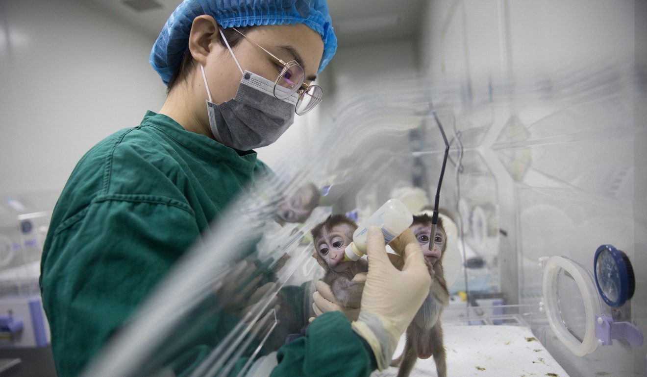 A staff member feeds the cloned monkeys at the neuroscience institute in Shanghai. Photo: Xinhua