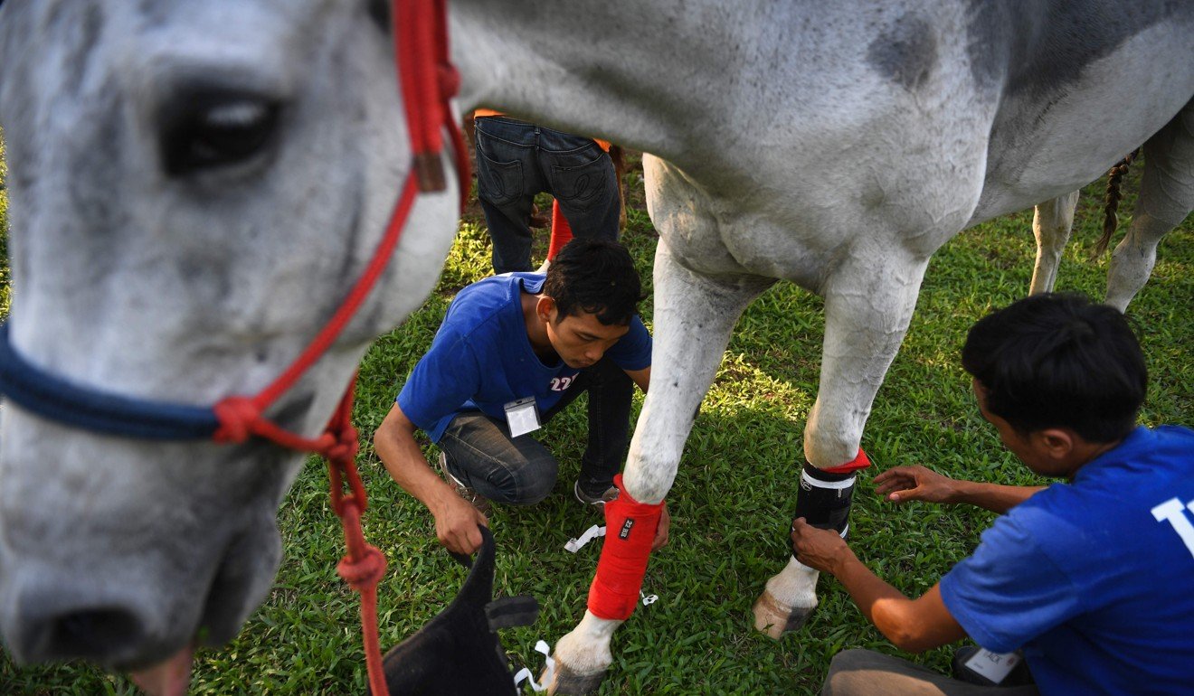 Stable assistants prepare a horse for a showjumping competition. Photo: AFP