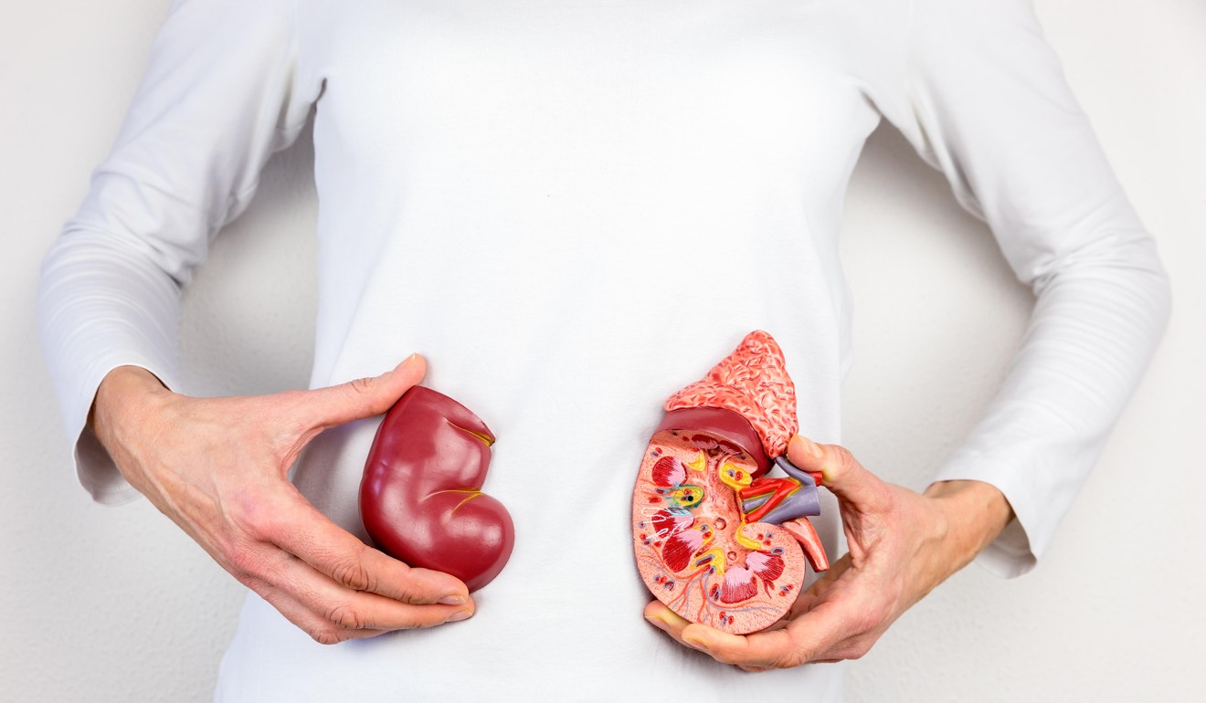 The kidneys receive more arterial blood than any other organ in the body. Photo: Alamy
