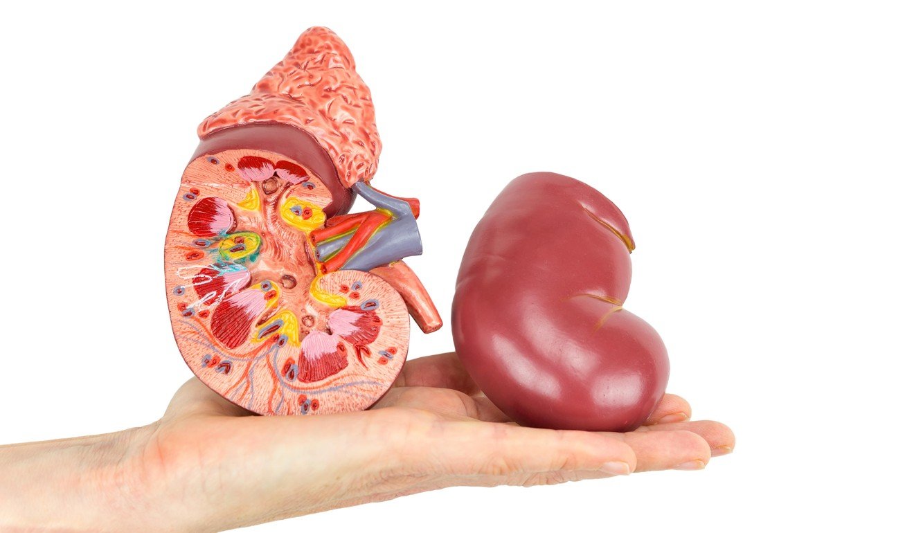 The kidneys serve other important roles in the body such as helping to control blood pressure. Photo: Alamy