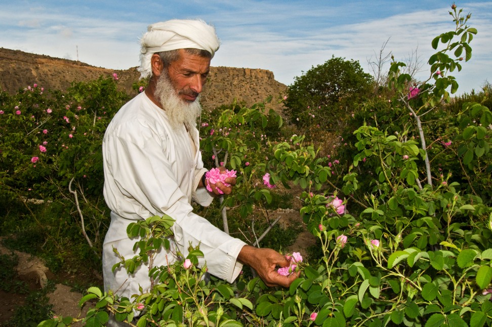 A villager picks roses to make rose water in Jabal Al Akhdar. Picture: Alamy
