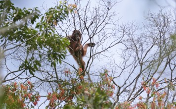 File photo of an orangutan in Sungai Mangkutub, Central Kalimantan, Indonesia. Photo: AP