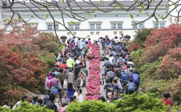 Visitors among the flowers outside Government House in Central. Photo: Felix Wong