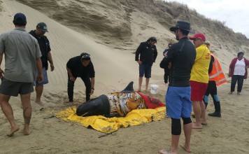 Rescuers stand with a pigmy killer whale after it was transported to Rarawa Beach in the far north of New Zealand. Photo: AP