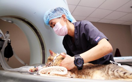 Vet Fees A Lottery In Hong Kong Pet Owners Complain But Vets