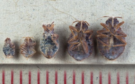 Close-up images of dead bed bugs in Tai Po. The scale below is in millimetres. Photo: Antony Dickson