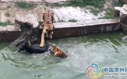 A donkey was thrown into a tiger enclosure to be eaten alive in a Chinese zoo this month. Photo: Handout