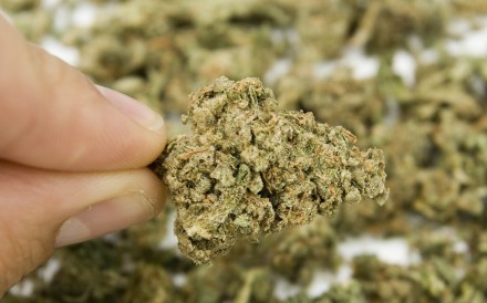 Yonden Lhatoo is not impressed by record cannabis seizures and arrests in Hong Kong while the rest of the world moves towards legalisation of marijuana – at least for medical use