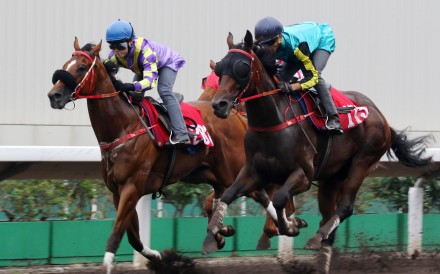 Hezthewonforus (Keith Yeung Ming-lun) and Raging Storm (Joao Moreira) trial side-by-side at Sha Tin on April 15. Photos: Kenneth Chan.