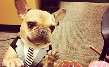 Wellington the French bulldog at the Crowne Plaza Manhattan helps residents to relax ‘even on the most stressful of days’.
