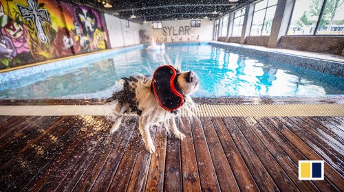 Inside a US$511,000 dog house in China