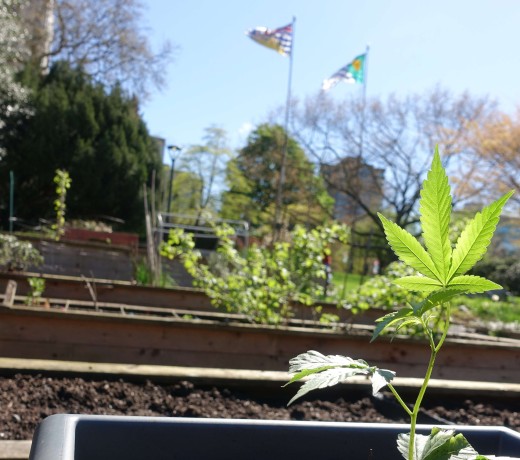 Cannabis plants are seen at the Vancouver City Hall community garden, in British Columbia, Canada, on Monday April 24. The plants, about 20cm high, were growing in planter boxes alongside rows of lettuce and decorative hyacinths. Photo: Ian Young