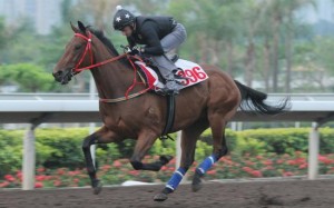 King Haradasun has been ticking along well since his debut run.