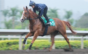 Gold-Fun has a workout on the all-weather track on Friday in preparation for the Sha Tin Trophy. Photos: Kenneth Chan