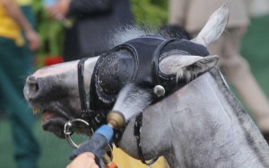 Warm-weather protocols include regular hosing down of horses after racing. Photos: Kenneth Chan