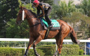 Able Friend is in tip top shape for Sunday's Premier Bowl.   