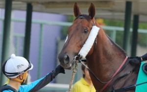 Jockey Joao Moreira give Able Friend a pat before he takes the big chestnut off to trackwork. Photo: Kenneth Chan