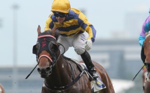 Fantastico's last win came for New Zealand-based jockey Mark Du Plessis in June, 2014. Photo: Kenneth Chan