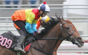 Travel Comforts gained a reputation as a speedy squib but his future looks to lie on the dirt. Photo: Kenneth Chan