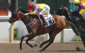 Modern Fortune has been very consistent over 1,200m on the Sha Tin all-weather track and can act as banker in the opening leg. Photo: Kenneth Chan