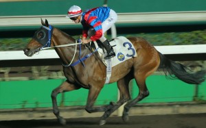 A barrier trial will determine if Gun Pit makes his way to the USA for the Breeders’ Cup meeting. Photos: Kenneth Chan