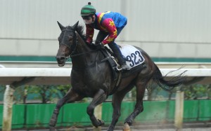 Sam Clipperton allows Spicy Kaka to stride out in a recent barrier trial. Photos: Kenneth Chan