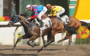 Gun Pit wins one of his seven of his starts on Sha Tin’s all-weather track. Photos: Kenneth Chan