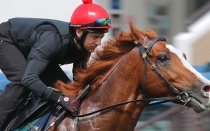 Brett Prebble gets a feel of The United States for Sunday’s Audemars Piguet Queen Elizabeth II Cup at Sha Tin. Photo: Kenneth Chan