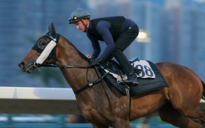 Zac Purton works Dr Listening on the dirt, the four-year-old wearing the sheepskin cheek pieces he will wear for the first time in a race on Wednesday. Photos: Kenneth Chan.