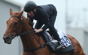 Eddy Lai gallops Sharpmind at trackwork. Photo: Kenneth Chan