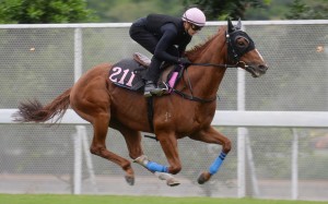 Lucky Bubbles gallops at Sha Tin with Zac Purton aboard on Thursday. Photos: Kenneth Chan