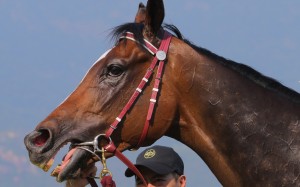 Former horse of the year Werther is primed for a big run over 1,600 metres on Sunday, says trainer John Moore. Photos: Kenneth Chan