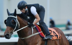 Circuit Hassler gallops at trackwork. Photo: Kenneth Chan