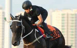 Multigogo gallops at Sha Tin. Photo: Kenneth Chan