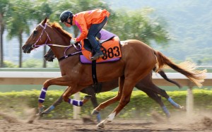 Eddy Lai trials Better Choice in September. Photos: Kenneth Chan