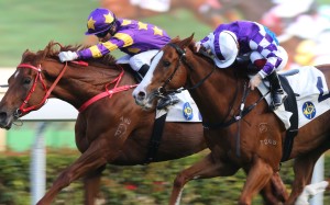 Western Express (left) holds off New Asia Sunrise to salute at Sha Tin in April. The two clash again on Saturday. Photos: Kenneth Chan