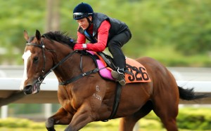 Brett Prebble works Noble Steed at Sha Tin. Photo: Kenneth Chan