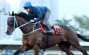 Matthew Chadwick works Doctor Geoff at Sha Tin on November 23. Photo: Kenneth Chan